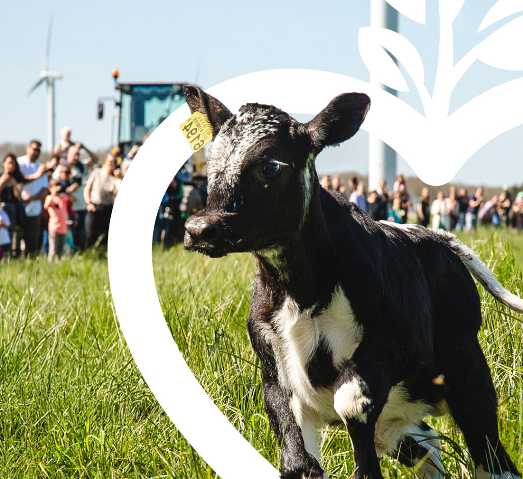 promotie campagne koeiendans Burgerboerderij Oosterwold